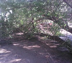 В Астрахани упало дерево, повредив два автомобиля