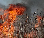 В Астраханском заповеднике пожар