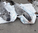 В Астраханской области задержали водителя Фольксвагена, перевозившего замороженных осетров