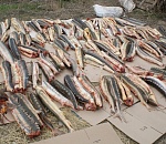 Астраханские пограничники обнаружили тайник с тонной красной рыбы