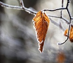 Завтра ночью в Астраханской области появится изморозь, но температура не сдаст своих позиций