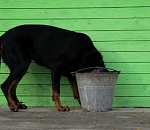 Астраханское село из-за аварии вторую неделю сидит без воды