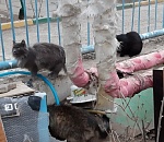 В Астрахани 12 кошек выброшены на улицу после смерти их хозяйки (ФОТО)