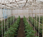 В исправительных колониях Астрахани начались первые посадки