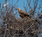 Записки астраханского натуралиста. О гнездах и птенцах