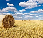 Астраханский минсельхоз объяснил позиции Астраханской области в ЮФО по сельскому хозяйству