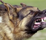 Сразу в нескольких районах города найдены очаги бешенства