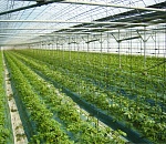 В мкр Бабаевского построят крупный тепличный комплекс