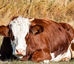 На севере Астраханской области сняли карантин по опасной болезни