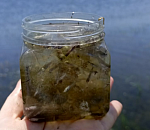 Плавный уход большой воды определит судьбу астраханской воблы