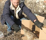 Астраханец спас обессилившего ястреба