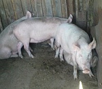 Ахтубинские свиньи подлежат изъятию