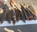 У астраханца изъяли 30 кило осетров, которые он вез на поминки