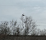 Завтра в Астраханской области обещают апрельскую грозу