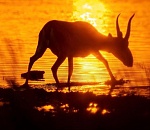 Для сайгаков в Астраханской области расширят пастбища