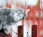 Синоптики обещают астраханцам, что в пятницу наступит весна