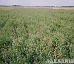 В Астраханской области вырастят люцерну для ОАЭ