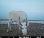 Астраханский заказник рассказал о «бандитах» и «интеллигентах» из Красной книги
