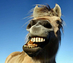 Неуловимые лошадки и спад волны вандализма в Астрахани