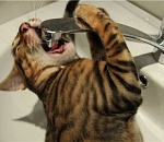 Внимание! Завтра в левобережье Астрахани повсеместно отключат питьевую воду