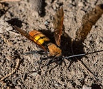 Записки астраханского натуралиста. Самая крупная оса Европы
