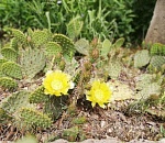 Американский биодиверсант расцвел под окнами астраханца