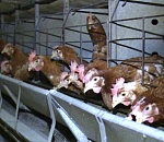 Казахстан снял запрет на транзит мяса птицы из Астраханской области