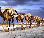 Астраханский численник. Не отпраздновать ли нам День караванщика?