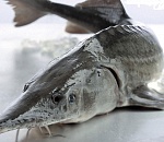 35 кг белуги и русского осетра обнаружили в автомобиле астраханца