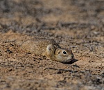 Записки астраханского натуралиста. Суслики проснулись