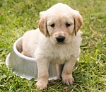 Астраханцев планируют приучить к лотку