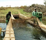 В Астраханской области выпустили молодь сазана 
