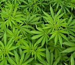 Астраханец хотел вылечить алкоголизм наркоманией, но пошел под суд