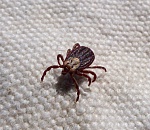 В Астраханской области от укуса клеща умер человек