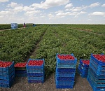 Астраханский АПК реализует  проектов на 50 млрд руб.