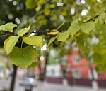 Бабье лето завтра будет опять радовать астраханцев