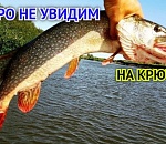 Прищучили: Астраханской области в перспективе грозит запрет ловли еще двух видов рыб