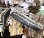 В Астрахани полиция нашла цех, где хранились без документов более 400 кг рыбы осетровых пород