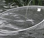 В Астраханской области сельчанин сачком выловил 250 кг рыбы 