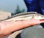 В Астрахани из замороженных образцов вырастили белуг