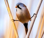 Астраханский заповедник вновь открыл выставку о местной природе