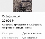 В Астрахани осла продают по автомобильным характеристикам