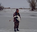 Под Астраханью спасли истощенного лебедя со сломанным крылом 