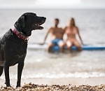 Астраханцам запретят брать с собой домашних животных на пляж