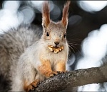 Что стало с белками в центре Астрахани 