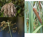 Записки астраханского натуралиста. Тростник, камыш и рогоз