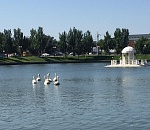 Неизвестный сделал подарок Астрахани, выпустив в озеро семь лебедей