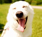 В Астрахани спасли собаку с банкой на голове