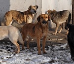 На астраханскую студентку-сироту напала свора собак. Подросток госпитализирован