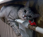 Этой ночью астраханцев подморозит